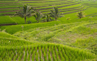 Rice terrace