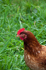 Red comb chicken