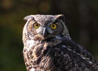 hibou