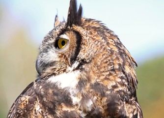 hibou en nature