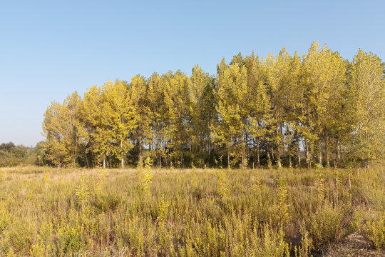 Fototapeta Autumn Fields