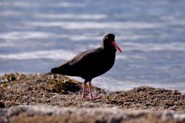 The Oystercatcher Bird.