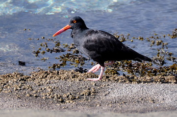 The Oyster Catcher Bird