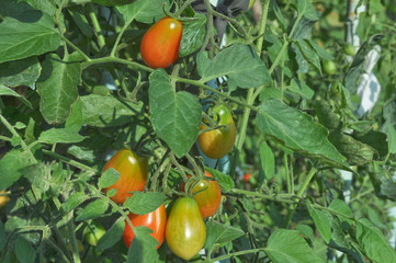 Tomato