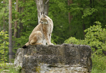 eurasian Lynx on rock formation