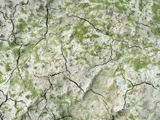 abstract dry organic soil