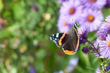 Admiral (Vanessa atalanta) auf Herbstaster