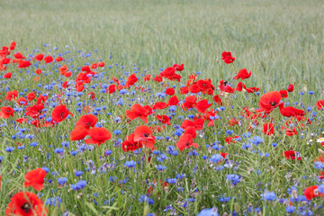 Landscape with poppies and cornflowers. - 35955135
