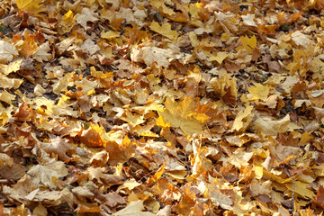 autumn leaves