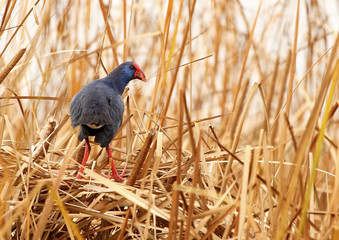 Obraz premium gallinule