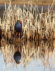 gallinule