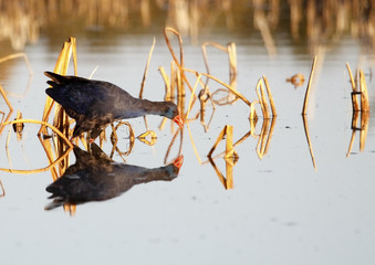 gallinule
