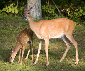 Fawn and doe