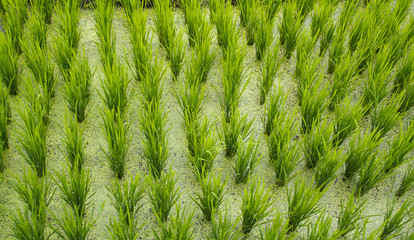 Rice terrace