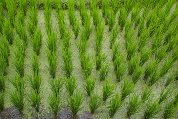 Rice terrace