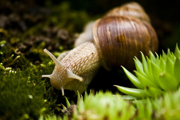 Weinbergschnecke auf Moos Makro