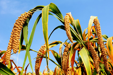 Millet fields