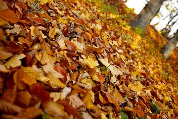 Autumn