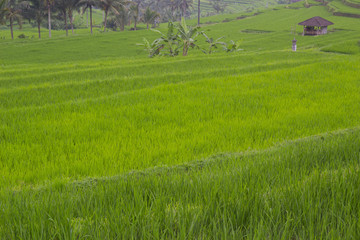 Rice terrace