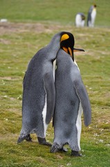 king penguins in falkland islands