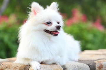 pomeranian dog
