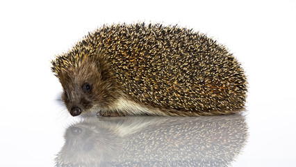 A young hedgehog, about a year