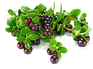 berry сowberry  on white background