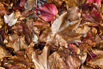 background of warm colored autumn leafs