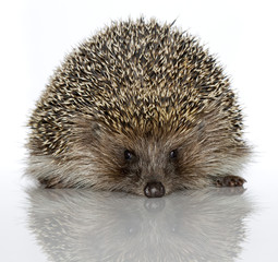 A young hedgehog, about a year