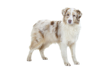 berger australien debout de profil en studio