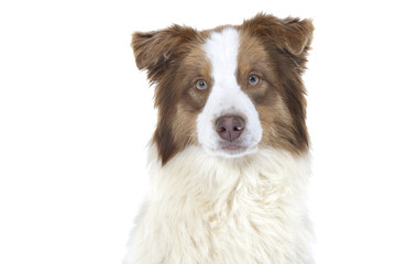 gros plan sur la tête du berger australien