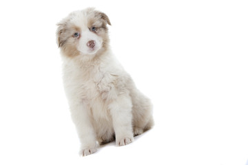 chiot berger australien assis de face