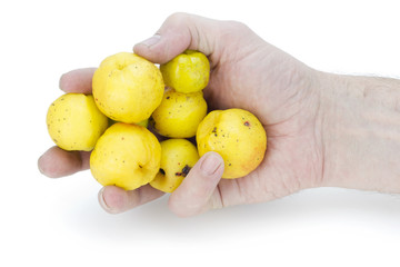 yellow fruits of a quince in hand