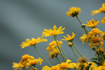 黄色のデイジー畑