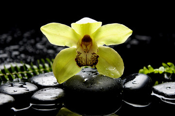 Beautiful orchid flower and f fern with stones