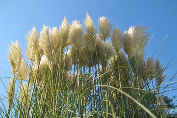 Wehendes Pampasgras vor blauem Himmel