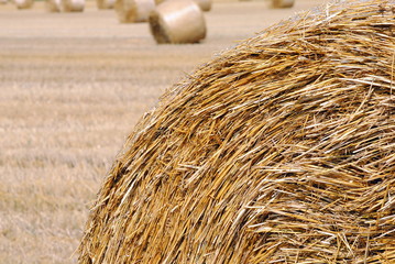 bale of hay in the countryside of wheat field