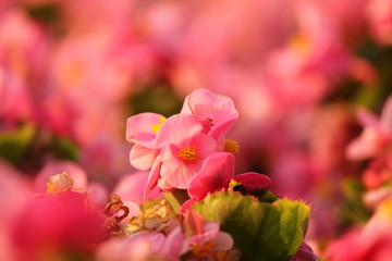 ピンクのベゴニア