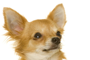 Obraz premium Hund (Chihuahua)