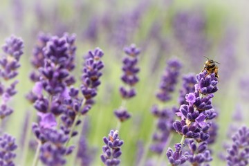 wild bee sitting on lavender