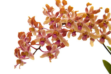 Fototapeta na wymiar Orchid Blooms