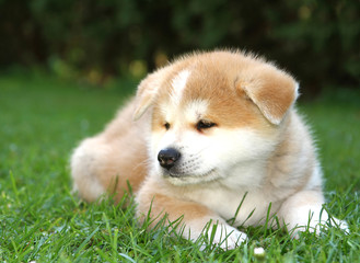 Akita Inu