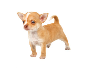 portrait of a cute purebred puppy chihuahua in front of white ba