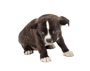 portrait of a cute purebred puppy chihuahua in front of white ba