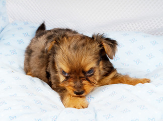 portrait of a cute purebred puppy chihuahua in the puppy-home