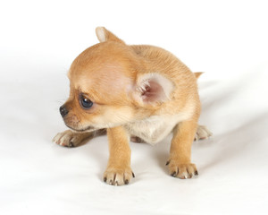 cute small chihuahua puppy sitting on white looking at camera is