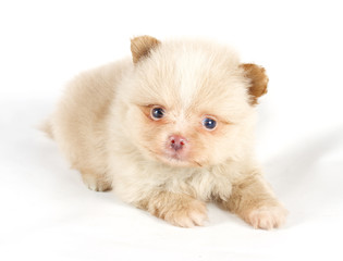 Obraz premium The puppy of the spitz dog in studio