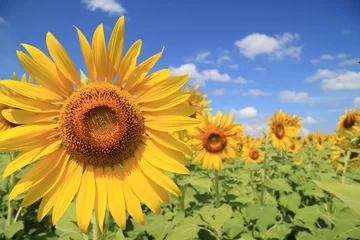 Tuinposter Zonnebloem Beautiful sunflower field