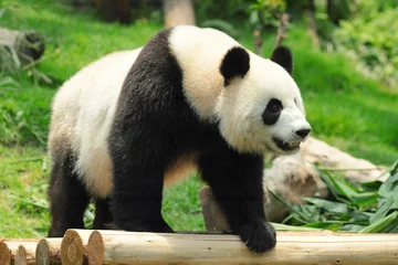 Crédence de cuisine en verre imprimé Panda Panda