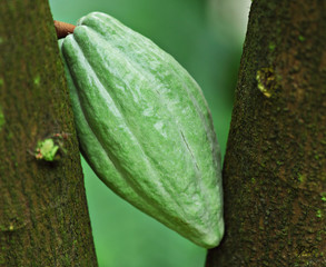 Cocoa pod